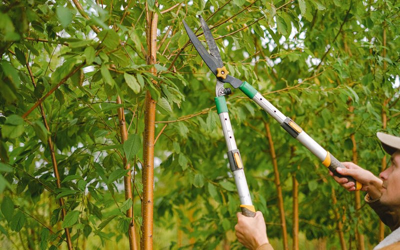 Tree trimming in Gardiner, OR