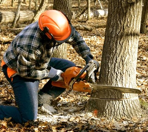 Tree Removal in Gardiner, OR